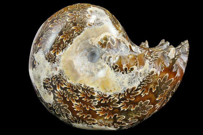 Polished, Agatized Ammonite (Phylloceras?) - Madagascar #149233